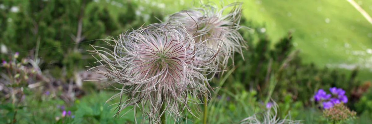 Verblühte Pflanze Verblühte Pflanze