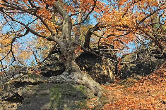 11-Buche im Herbst
