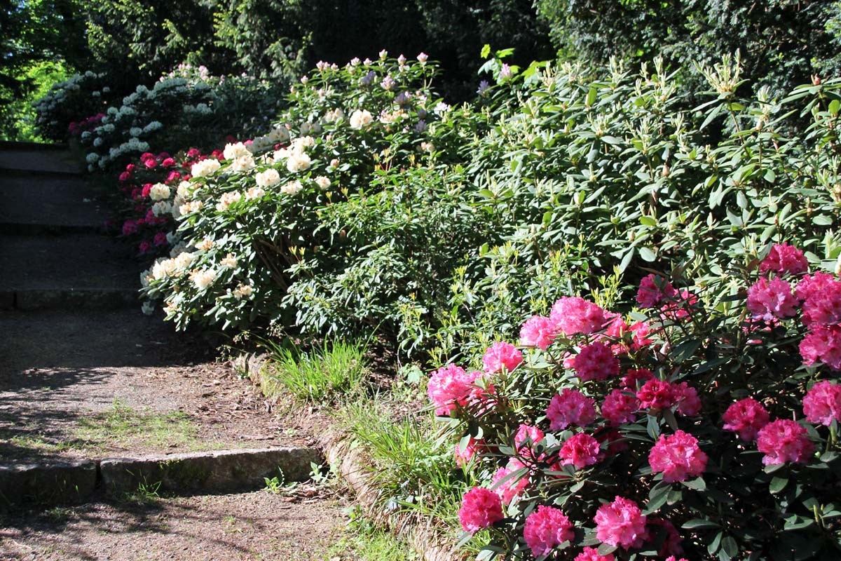 Rhododendronpark Hutberg in Kamenz / Oberlausitz