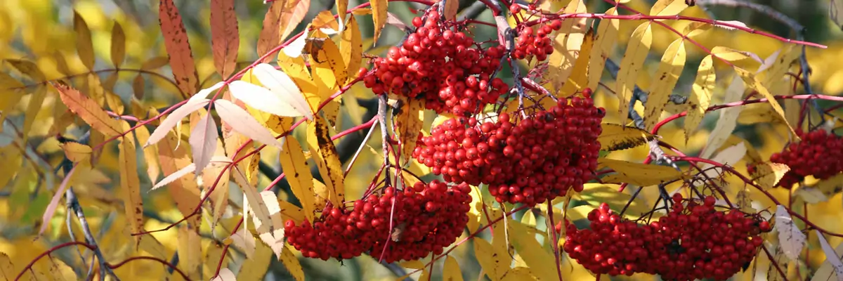 Herbstimpression Herbstimpression