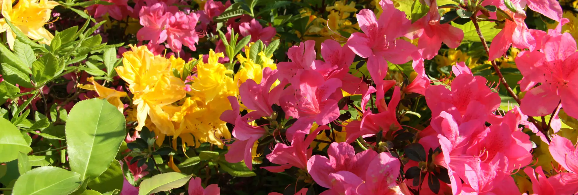 Parkanlage-Wachwitz Parkanlage-Wachwitz