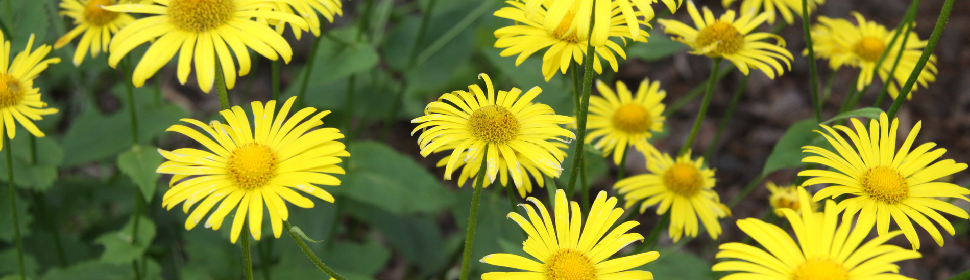 Sommerblüten Sommerblüten